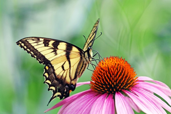 Canadian Tiger Swallowtail by Deb Oppermann